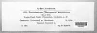 Naohidemyces vaccinii image